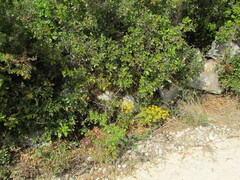 Villous Thapsia (Thapsia villosa)