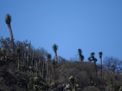 Lophocereus marginatus