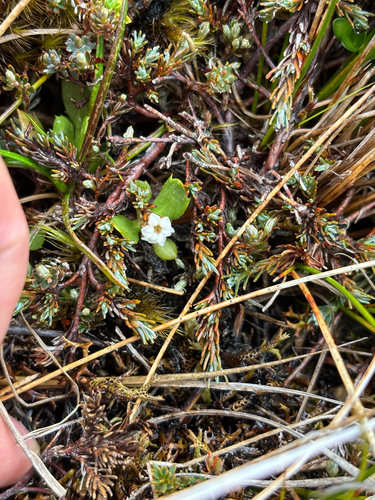 Dracophyllum prostratum, photograph 4