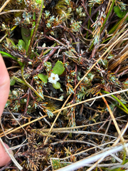 Dracophyllum prostratum, photograph (c) Damon H, some rights reserved (CC BY)