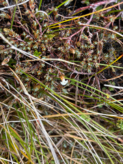 Dracophyllum prostratum, photograph (c) Damon H, some rights reserved (CC BY)
