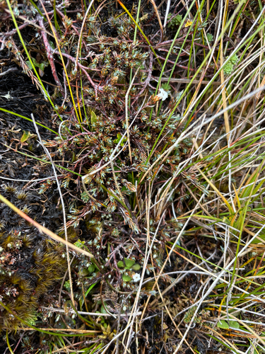 Dracophyllum prostratum, photograph 5