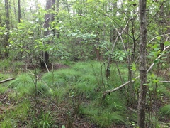 Carex leptalea harperi