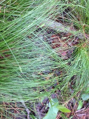 Carex leptalea harperi