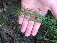 Carex leptalea harperi