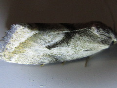 Phyllophila obliterata
