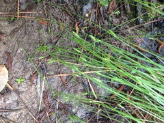 Carex leptalea harperi