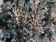 Juniperus chinensis