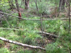 Carex leptalea harperi