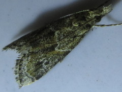 Microchilo inexpectellus