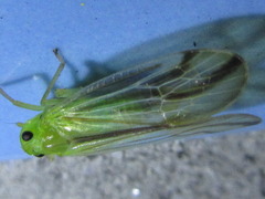 Catullia vittata