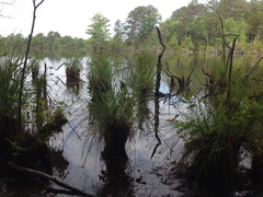 Carex decomposita