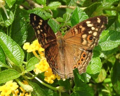 Junonia erigone