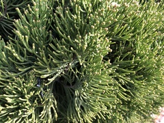 Juniperus chinensis