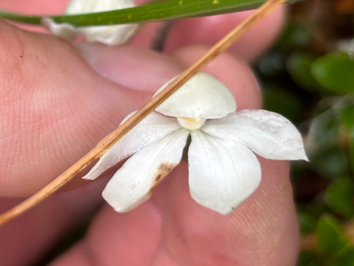 Caladenia lyallii observed 2026-01-26