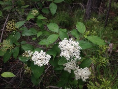 Cornus foemina
