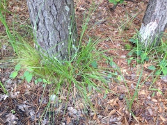 Carex decomposita