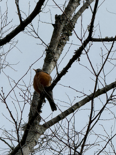 American Robin