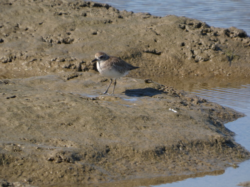 iNaturalist: (c) Sheldon Logan, some rights reserved (CC BY-NC), uploaded by Sheldon Logan iNaturalist image