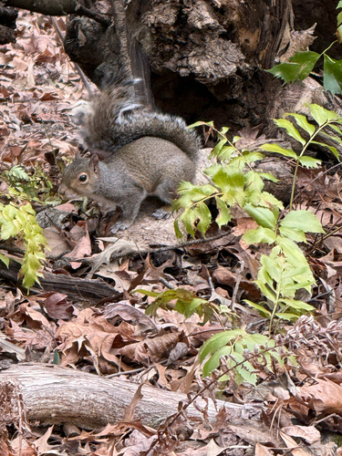 Eastern Gray Squirrel