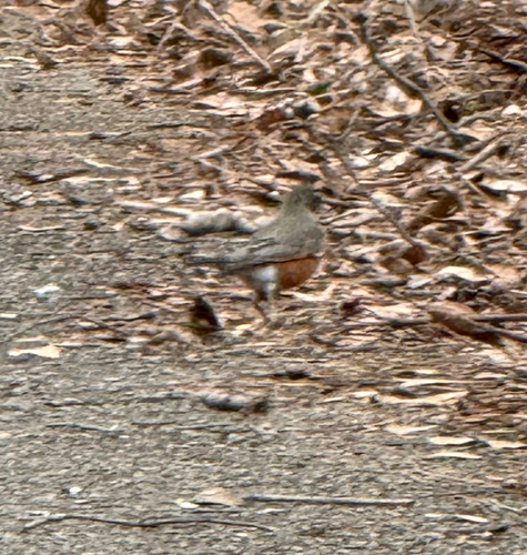 American Robin