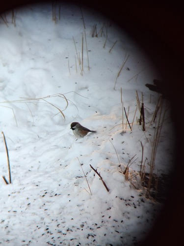 Boreal Chickadee (Poecile hudsonicus), photo 5