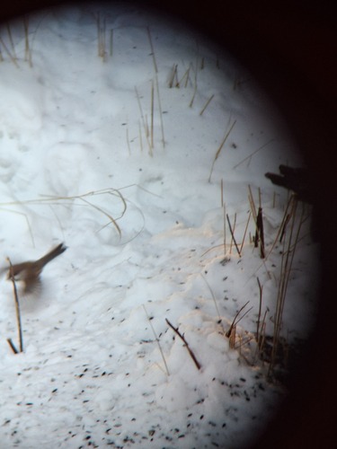 Boreal Chickadee (Poecile hudsonicus), photo 6