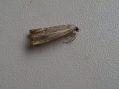 Thisanotia chrysonuchella