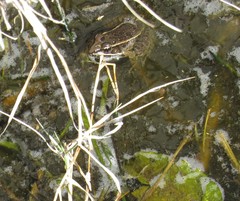 Lithobates neovolcanicus