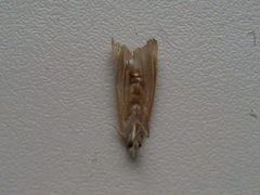 Thisanotia chrysonuchella