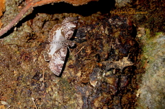 Chiomara georgina georgina