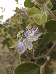 Passiflora arida