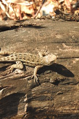 Sceloporus horridus