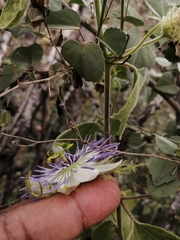 Passiflora arida
