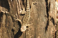 Sceloporus horridus