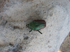 Cotinis laticornis