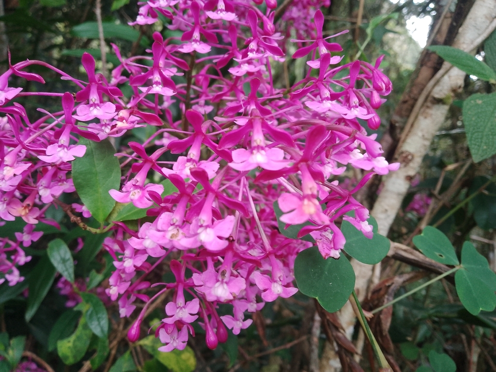 Epidendrum arnoldii Schltr. 2