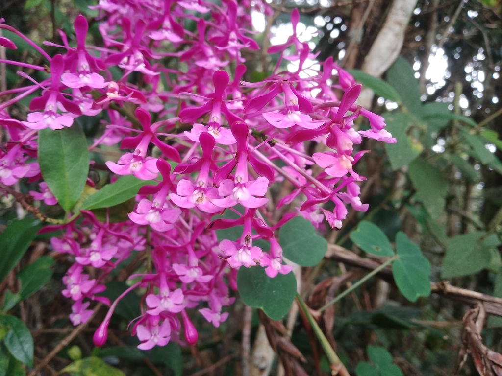 Epidendrum arnoldii Schltr. 3