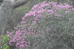 Tabebuia