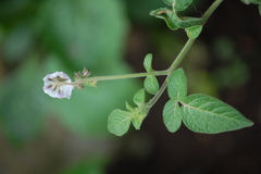 Solanum caripense