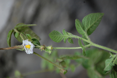 Solanum caripense