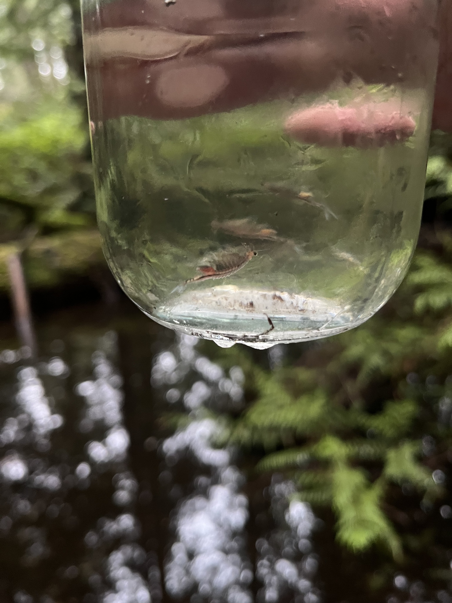 Eubranchipus oregonus Creaser, 1930