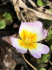 Leavenworthia