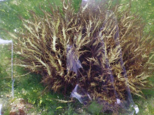 Chondracanthus teedei observed 2025-08-23