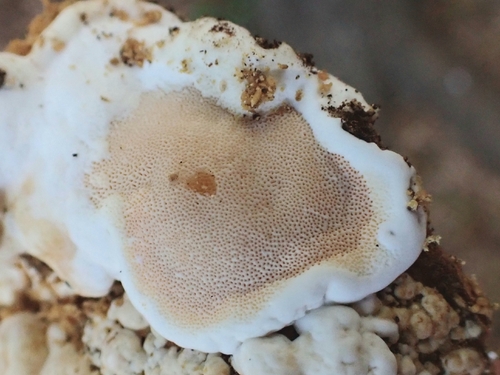 Rigidoporus ulmarius observed 2026-01-29
