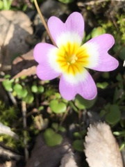 Leavenworthia