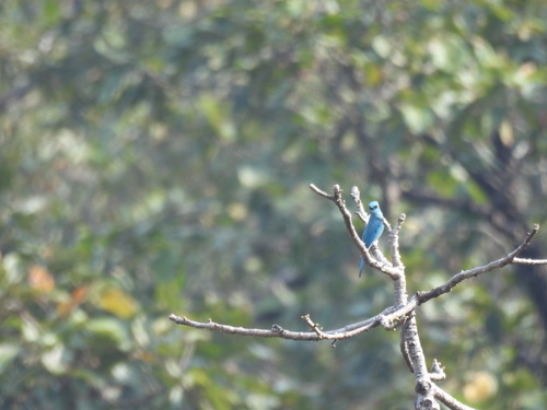 Verditer Flycatcher (Eumyias thalassinus), photo 9