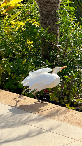 iNaturalist: (c) tonei, some rights reserved (CC BY-NC) iNaturalist image