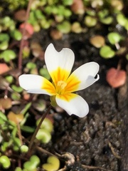 Leavenworthia