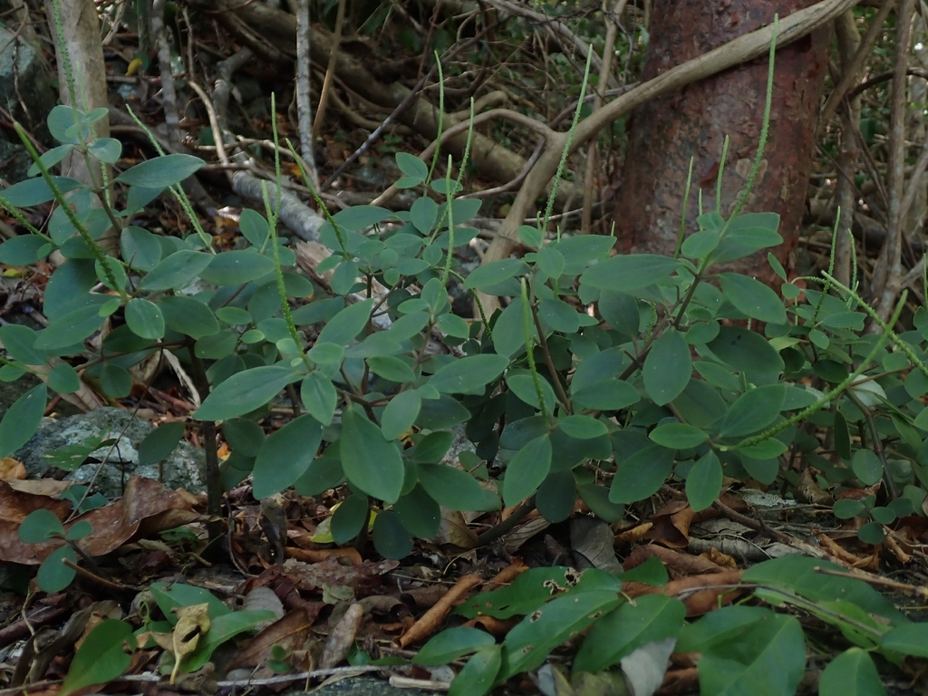 Peperomia humilis; photograph (c) Kurt Miller, some rights reserved (CC BY-SA)